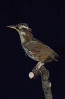 藏品(小彎嘴)的圖片